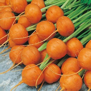 Parisian Carrot Seeds 500+ Daucus Carota Vegetable Garden NON-GMO