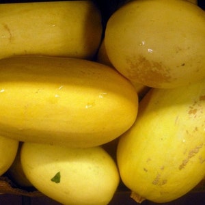 Spaghetti Squash Seeds 20 Ct Winter Vegetable Garden Heirloom USA FREE SHIPPING