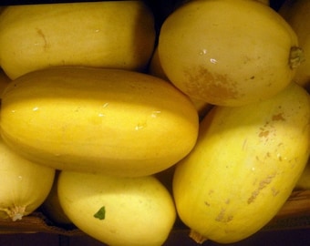 May include: A group of six yellow spaghetti squash, some with a slightly orange hue, are arranged in a pile. The squash are smooth and have a slightly bumpy texture.