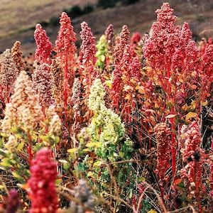 Brilliant Rainbow Quinoa Greens Seeds 100+ Vegetable NON-GMO USA