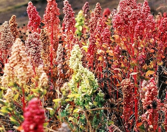 Könnte beinhalten: Ein Feld mit roten, weißen und grünen Quinoa-Pflanzen. Die Pflanzen sind hoch und schlank, mit langen, dünnen Stielen und Büscheln kleiner, runder Samen.