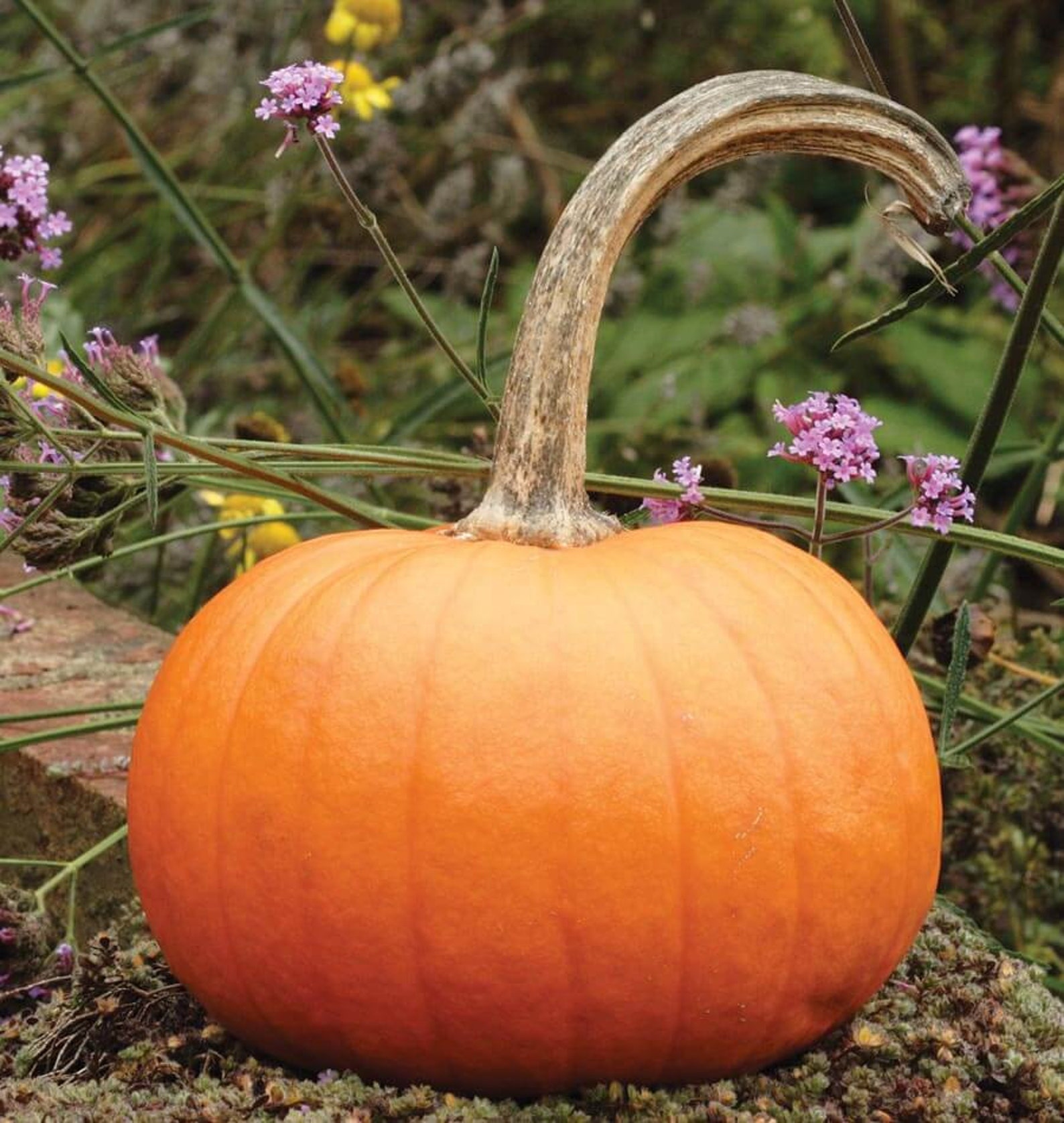 Sugar Pie Pumpkin Seeds 20 Ct Vegetable Garden Heirloom Annual | Etsy