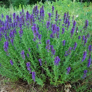 Hyssop Seeds 300+ Common Herb Heirloom Perennial NON-GMO USA