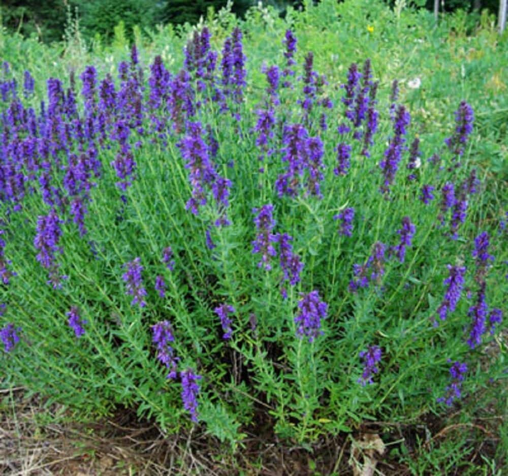 Hyssop Seeds 300+ Common Herb Heirloom Perennial NON-GMO USA