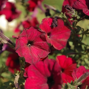Morning Glory Seeds 30+ Scarlet O&#39;Hara Flower Annual CLIMBING VINES