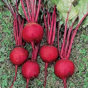 Ruby Queen Beet Seeds 200 Ct Vegetable Garden Heirloom NON-GMO USA