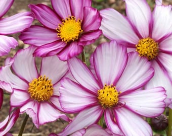 Cosmos Candystripe Seeds 100 Ct Flower Garden USA Butterflies