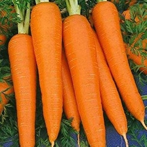 Shin Kuroda Carrot Seeds 300+ Asian Vegetable Garden NON-GMO USA