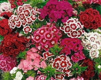 Sweet William Flower Seeds 300+ MIXED Multi-Color Scented USA