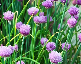 Chives Seeds 400+ Common Onion Herb Vegetable Garden USA NON-GMO