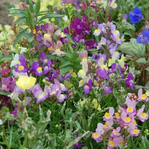 Fairy Bouquet Snapdragon Seeds 2000+ Dwarf Flower Linaria Maroccana USA