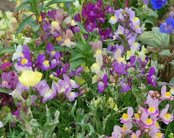 Puede incluir: Primer plano vibrante de un macizo de flores lleno de una variedad de flores coloridas. Las flores muestran tonos de púrpura, amarillo, rosa y blanco, con follaje verde. La imagen muestra una diversa colección de flores silvestres.