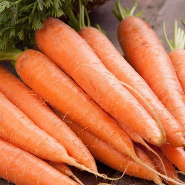 Scarlet Nantes Carrot Seeds 1000+ Vegetable Garden Heirloom NON-GMO USA