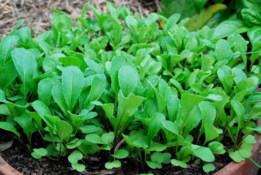 Arugula Roquette Rocket Seeds 500 Herb Garden NONGMO USA Etsy