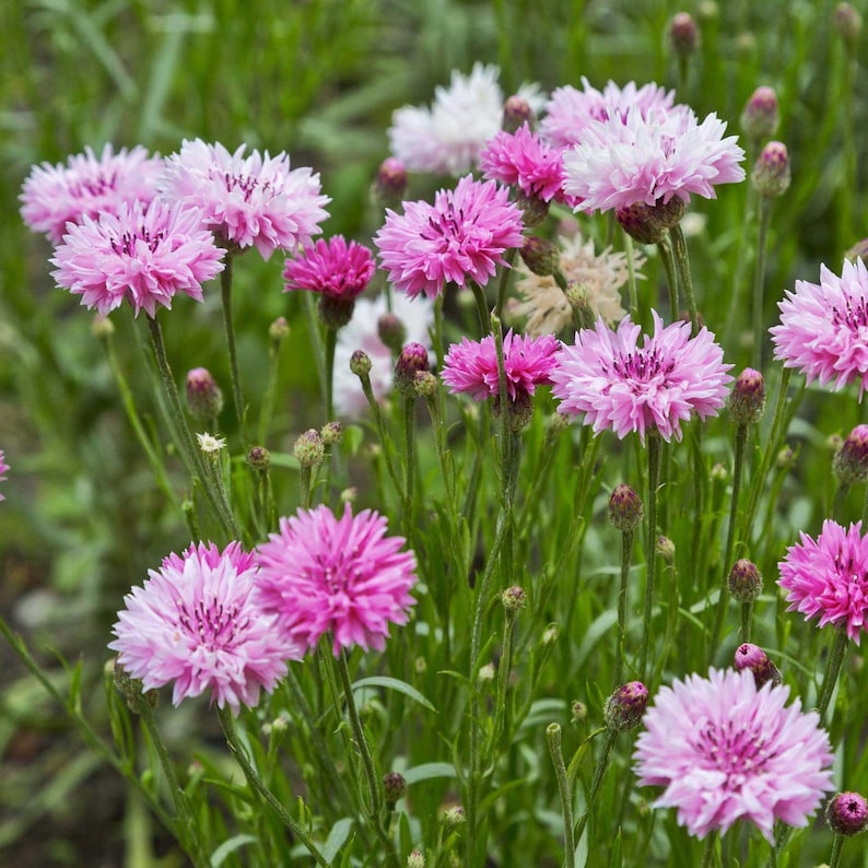 Tall Pink Bachelor Button Cornflower Seeds 200+ Flower USA - Etsy