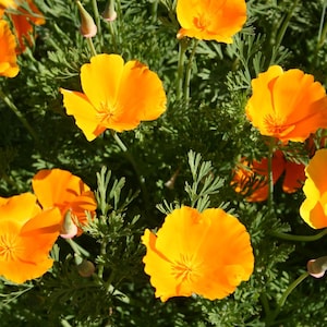 California Orange Poppy Seeds 300+ Eschscholzia Flower USA