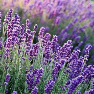 English Lavender Seeds 100+ Herb Fragrant Scent Heirloom USA