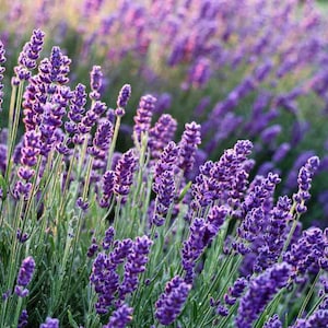 English Lavender Seeds 100+ Herb Fragrant Scent Heirloom USA