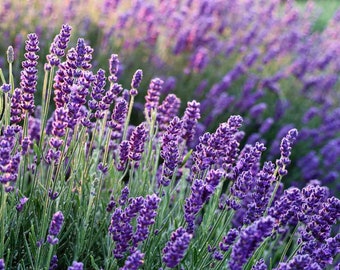 English Lavender Seeds 100+ Herb Fragrant Scent Heirloom USA