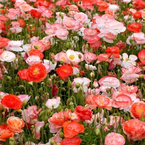 Double Shirley Poppy Seeds 1000+ Flower MIXED Colorful USA