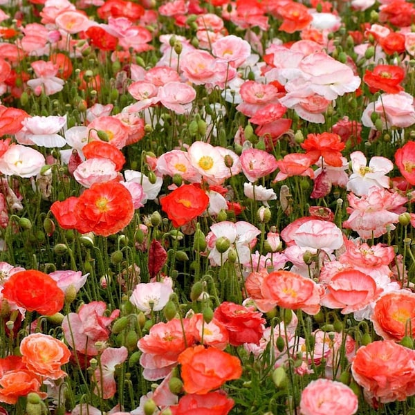 Double Shirley Poppy Seeds 1000+ Flower MIXED Colorful USA