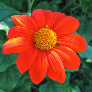 Mexican Sunflower Seeds 50+ Tithinia Torch Flower USA ANNUAL