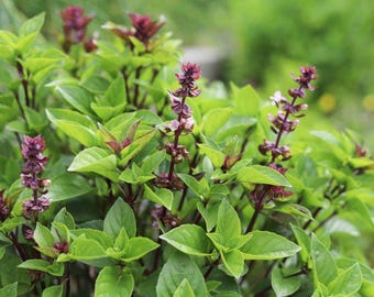 May include: Close-up of a basil plant with vibrant green leaves and purple flower spikes. The plant is in focus, with a blurred green background. The image highlights the fresh, healthy appearance of the herb.