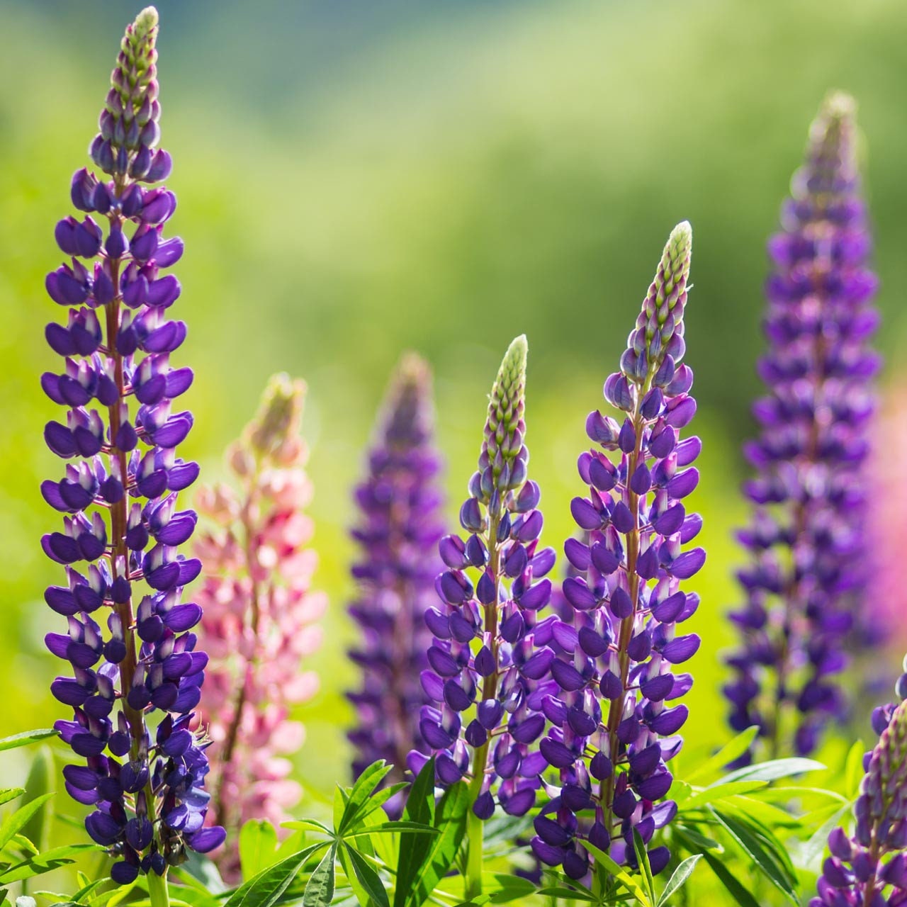 Lupine Perennis Seeds 50+ Perrenial Flower DEER RESISTANT USA