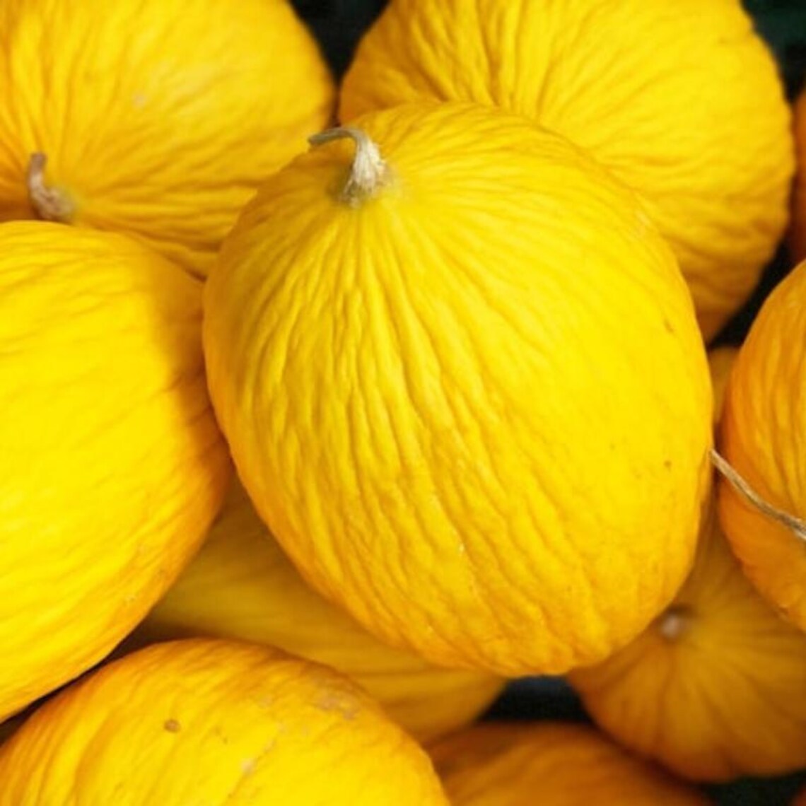 Golden Beauty Casaba Melon Seeds 25+ Yellow Fruit NON-GMO USA - Etsy