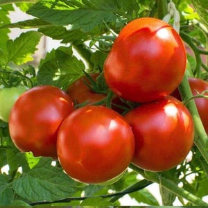 May include: A cluster of ripe, red tomatoes growing on a vine with green leaves. The tomatoes are round and smooth, with a vibrant red color. Some tomatoes are still green.