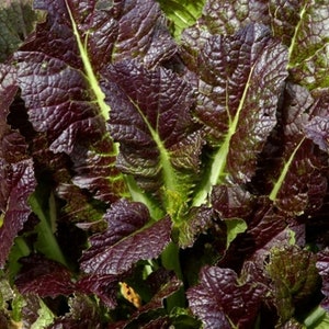 Giant Red Mustard Seeds 500+ Greens Vegetable Garden Heirloom NON-GMO