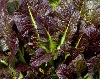 200+ Mustard Japanese Giant Red seeds Non-GMO Free GIFT Heat and Cold Tolerant Organic| Top Seed Bank