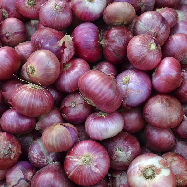 Red Burgundy Onion Seeds 200+ Vegetable Garden HEIRLOOM NON-GMO
