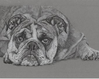Bulldog drawn in charcoal on grey paper by Christine Evans McHugh A4 size  original art per portrait dog lover unique present