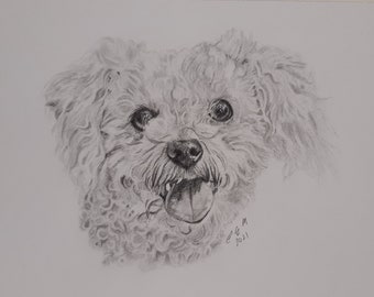 Bichon Frise drawing, graphite original, dog lovers gift, pet portrait, dog art, signed art work by Christine Evans McHugh