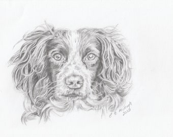 Springer Spaniel drawing, graphite original, dog lovers gift, pet portrait, dog art, signed art work by Christine Evans McHugh