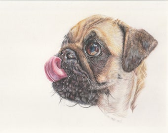 Limited edition print of the coloured pencil portrait Lickle Pug by Pontefract artist Christine Evans McHugh dog art pet pug signed