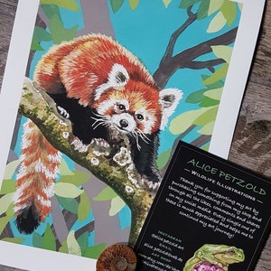 Kleiner Panda, Illustration A4 Druck, Giclée Kunstdruck, Inneneinrichtung, Wohnkultur, Illustration, Tierkunst