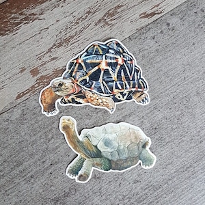 Schildkröten Sticker Bundle, Vinyl Aufkleber