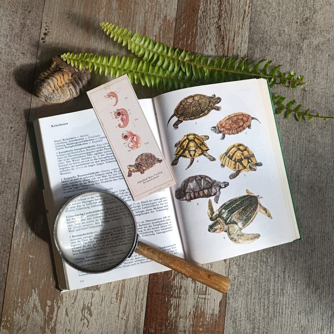 Dosenschildkrte, Embryogenese, Lesezeichen - Etsy