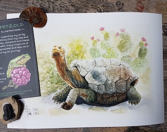 Galapagos Schildkröte, Illustration A4 Druck, Giclée Kunstdruck, Inneneinrichtung, Wohnkultur, Illustration, Tierkunst