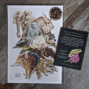 Afrikanische Säugetiere, Afrotheria, Illustration, Giclée Kunstdruck, Inneneinrichtung, Wohnkultur, Illustration, Tierkunst