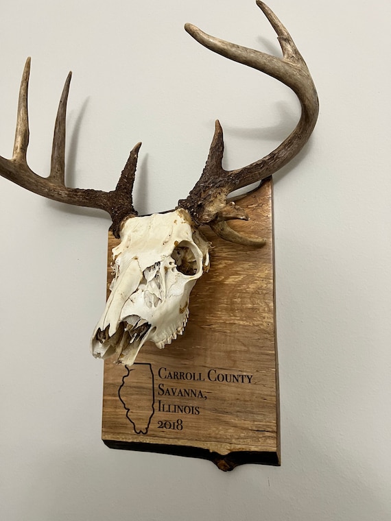 Euro deer sale mount