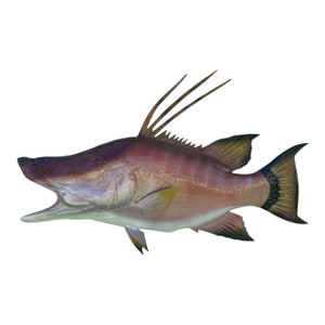 May include: A red and white fish with a long, thin dorsal fin and a large mouth. The fish is swimming to the right.