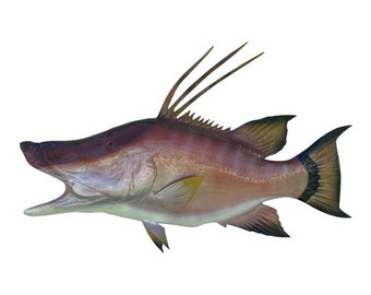 28'' Hog Fish/Hog Snapper Half-Side Fish Mount - Expertly Painted and Ready to Hang!"