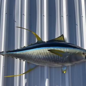 May include: A yellowfin tuna fish mount with a blue and yellow striped body and yellow fins. The fish is mounted on a white corrugated metal wall.