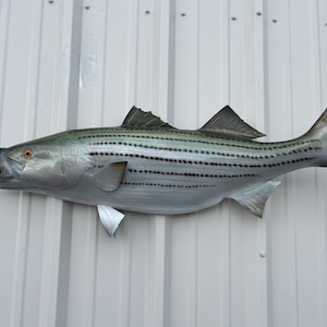 May include: A mounted striped bass fish with a silver and gray body and black stripes. The fish is mounted on a white wall.