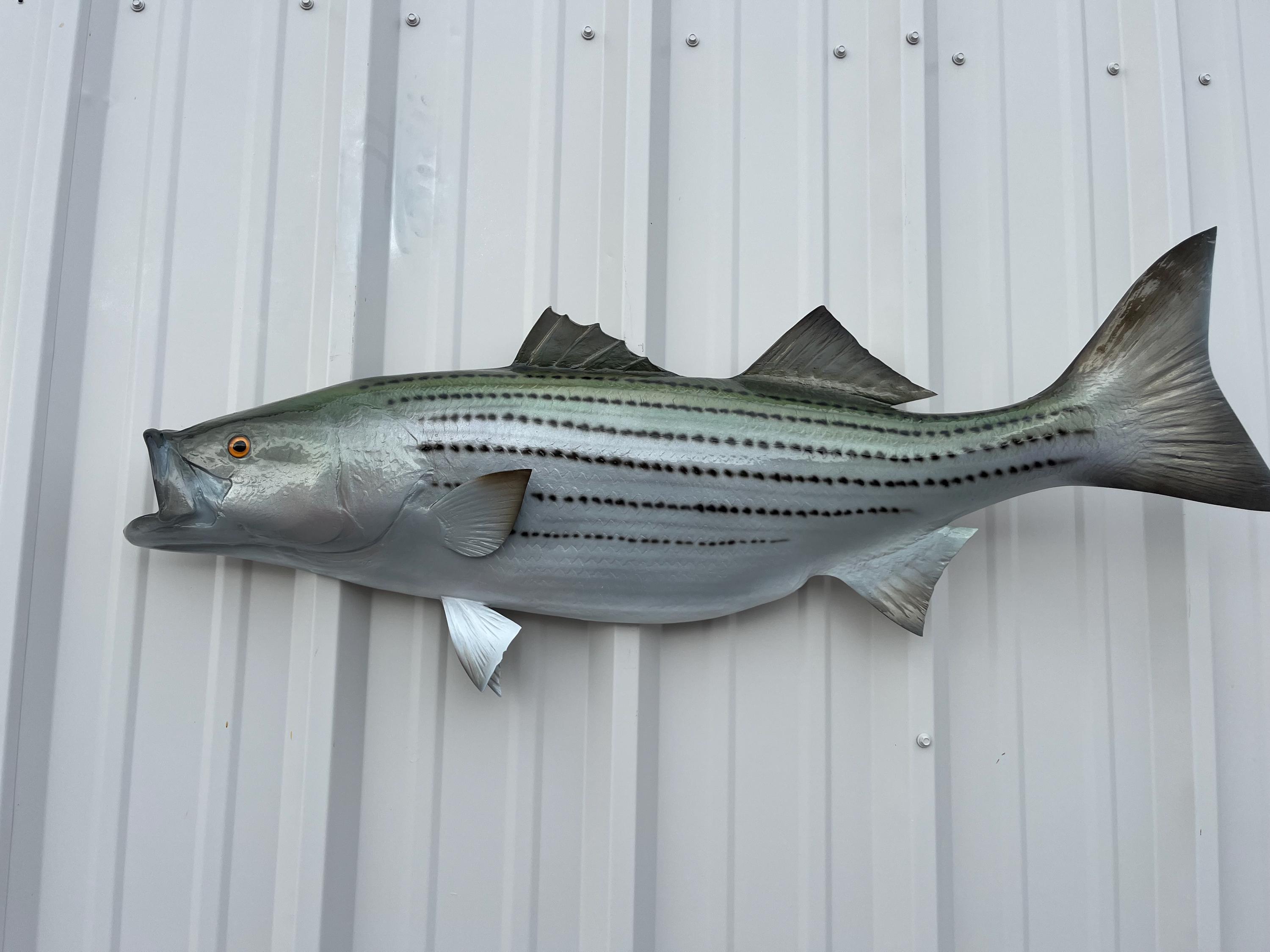 42” striped bass