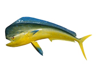 52&#39;&#39; bull dolphin half sided fish mount