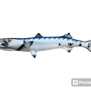Barracuda de 50” com suporte para peixes de meio lado